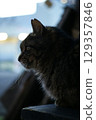 Profile of a local cat found outside Tsukiji Market in 2012. Long-haired. Profile of a local cat found outside Tsukiji Market in 2012. Long-haired. 129357846