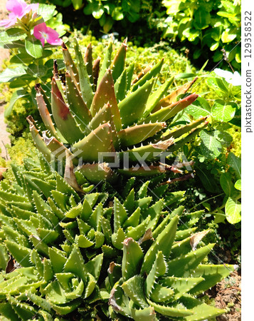 Aloe flowers Aloe flowers 129358522