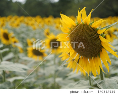 Sunflowering在夏天向日葵 129358535
