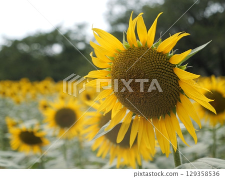 Sunflower blooming towards the sun Sunflower blooming towards the sun 129358536