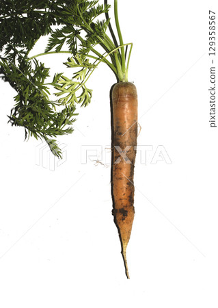 Funny odd shaped home grown carrots on white background Funny odd shaped home grown carrots on white background 129358567