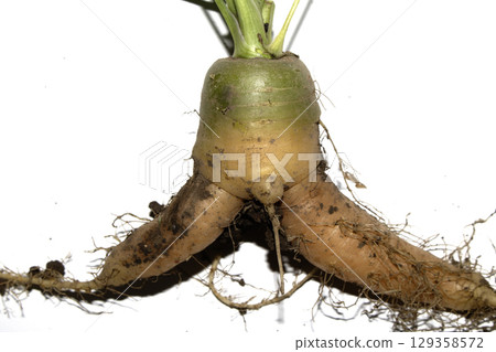 Funny odd shaped home grown carrots on white background 129358572