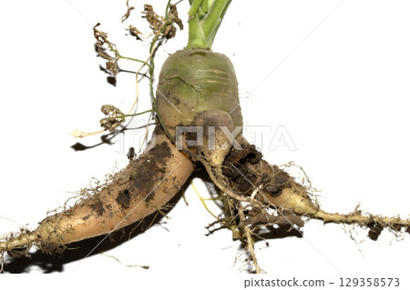 Funny odd shaped home grown carrots on white background 129358573