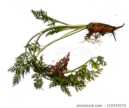 Funny odd shaped home grown carrots on white background 129358578