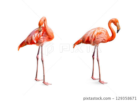 Collection, flamingo (Phoenicopterus ruber) Heart shape, neck curl and standing posture isolated on white background. 129358671