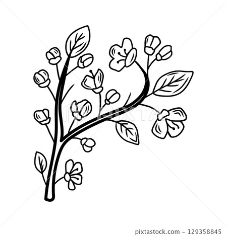 Blooming cherry blossom branch, a hand drawn floral illustration 129358845