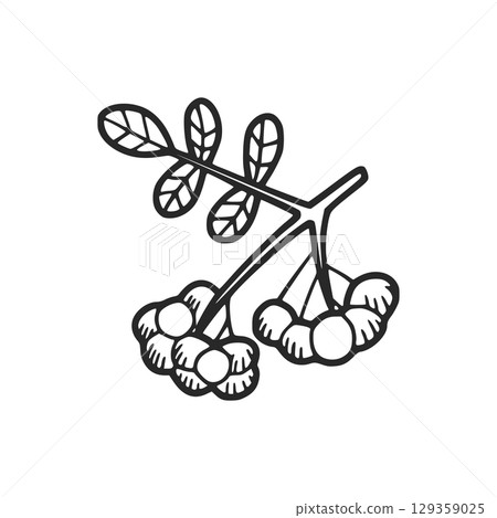 Rowan branch with berries and leaves is drawn in sketch style Rowan branch with berries and leaves is drawn in sketch style 129359025