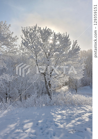 Trees with heavy frost during a sunny morning 129359151