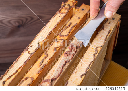 Scrubbing propolis off frames of beehive. Beekeeper taking propolis off frames with sharp metal tool Scrubbing propolis off frames of beehive. Beekeeper taking propolis off frames with sharp metal tool 129359215