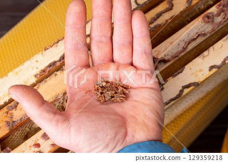 Beekeeper with some propolis bee glue in hand. Gathering propolis from beehive frames 129359218