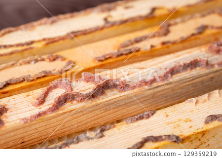 Close up of beehive frames with lines of natural bee produced propolis. Gathering propolis from frames of beehive Close up of beehive frames with lines of natural bee produced propolis. Gathering propolis from frames of beehive 129359219