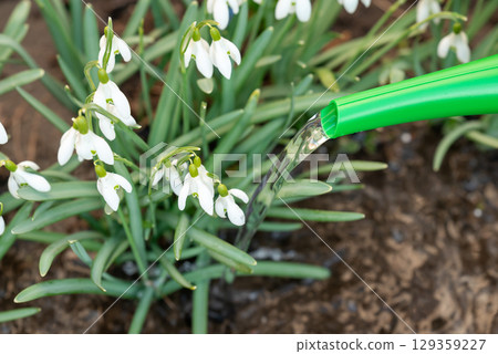 Fertilizing and watering flowers with a watering can. Enriching soil, flowers with chemical fertilizer in spring 129359227
