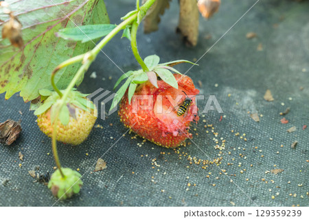 Wasp eating strawberry in the garden. Insects spoiling harvest of strawberry, eating berries on bush Wasp eating strawberry in the garden. Insects spoiling harvest of strawberry, eating berries on bush 129359239
