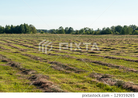 Summer photo of cut grass on the field. Harvesting grass for cattle feeding Summer photo of cut grass on the field. Harvesting grass for cattle feeding 129359265