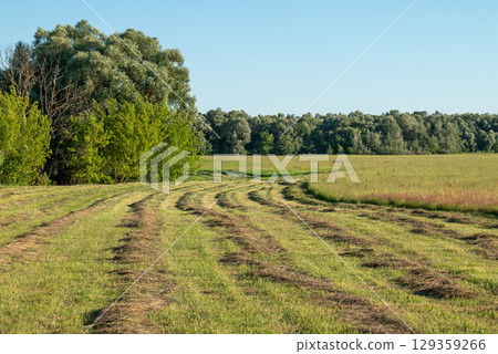 Some rows of fresh cut grass, part of field is uncut. Harvesting hay grass for cattle feeding on the farm 129359266