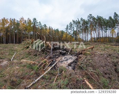 Cut area of forest, partially burnt branches of cut trees. Deforestation of pine forest in autumn Cut area of forest, partially burnt branches of cut trees. Deforestation of pine forest in autumn 129359280