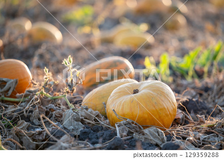 Ripe yellow pumpkins in agricultural field. Evening sun illuminates pumpkins with dry leaves, ready for harvest 129359288