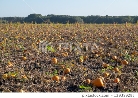 Agricultural field full of ripe pumpkins with dry leaves, ready for harvest. Agricultural field of ripe pumpkins in the evening 129359295