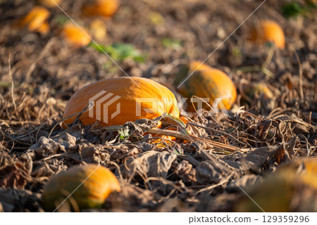 Big yellow pumpkin in the field. Ripe pumpkins with dry leaves waiting to be harvested to farm for animal feeding 129359296