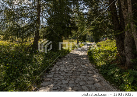Amidst dense forests Amidst dense forests 129359323