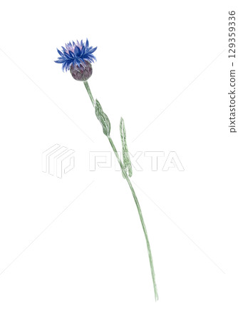 Blue knapweed flower with stem and green leaves. Hand-painted watercolor illustration isolated on white, ideal for floral arrangements, greeting cards, patterns, herbal designs, nature compositions Blue knapweed flower with stem and green leaves. Hand-painted watercolor illustration isolated on white, ideal for floral arrangements, greeting cards, patterns, herbal designs, nature compositions 129359336