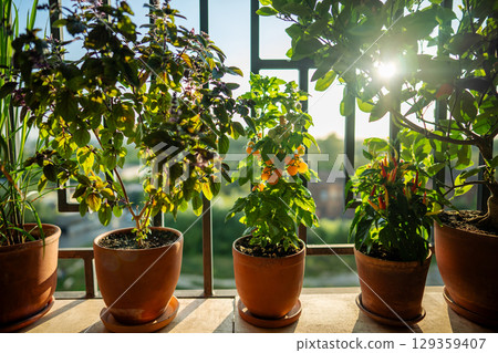 Homegrown thai Basil, lemongrass, yellow tomato cherry, pepper chili in pots on balcony at home Homegrown thai Basil, lemongrass, yellow tomato cherry, pepper chili in pots on balcony at home 129359407