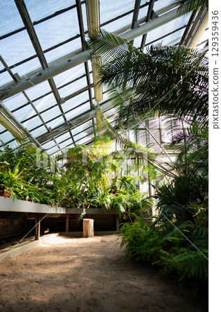 Greenhouse filled with large variety of tropical potted plants under glass roof. Plant cultivation Greenhouse filled with large variety of tropical potted plants under glass roof. Plant cultivation 129359436