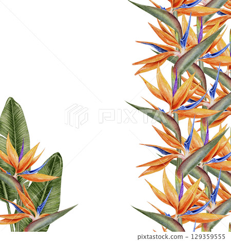 Watercolor floral frame of vibrant orange and blue bird of paradise flowers . Strelitzia illustration for invitations greeting cards packaging cosmetics wedding decor and summer branding. 129359555