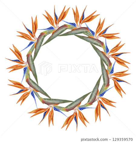 Watercolor round floral frame made of vibrant orange bird of paradise flowers in tropical botanical style. Ideal for wedding invitations branding packaging greeting cards and jungle-themed design. 129359570