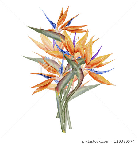 Bright orange and blue watercolor illustration tropical bird of paradise flowers in botanical style. Strelitzia bouquet for fabric packaging cosmetics wedding decor greeting cards and summer branding. 129359574