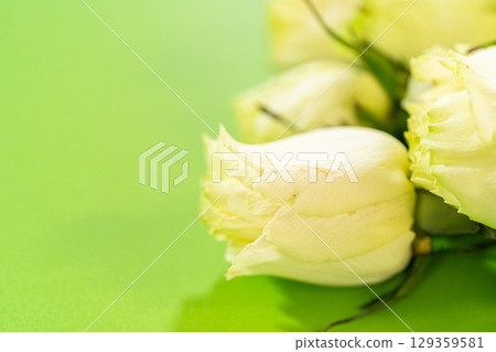Tightly cropped macro image showing a single white rosebud on a smooth green surface. The detail highlights soft petals and natural texture under diffused lighting, evoking a gentle and minimal mood. Tightly cropped macro image showing a single white rosebud on a smooth green surface. The detail highlights soft petals and natural texture under diffused lighting, evoking a gentle and minimal mood. 129359581