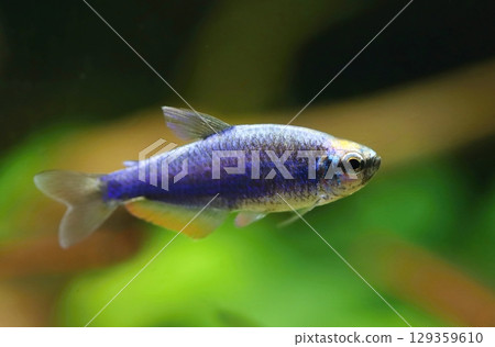 Beautiful blue royal tetra fish in aquarium 129359610
