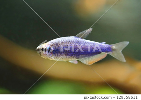Beautiful blue royal tetra fish in aquarium 129359611
