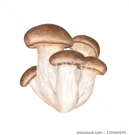 King oyster trumpet mushroom watercolor illustration on isolated background. Hand painted Asian eryngii mushrooms as rich protein ingredient for ramen recipes. Vegan and vegetarian edible fungi. 129360976