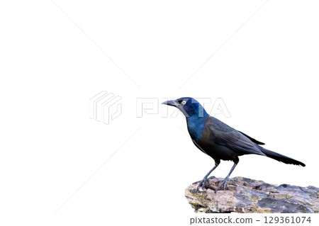 The common grackle (Quiscalus quiscula) The common grackle (Quiscalus quiscula) 129361074