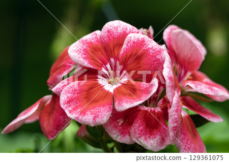 Blooming branch of Geranium flowers Blooming branch of Geranium flowers 129361075