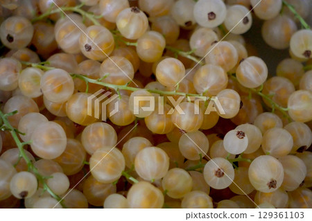 Fresh Yellow Currants close up 129361103