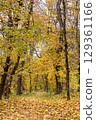 Path through a serene forest with vibrant autumn trees in bright colors 129361166