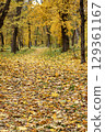 Autumn forest footpath with yellow leaves covering the ground and trees 129361167