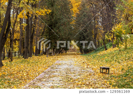 Autumn pathway through a park lined with yellow and orange colored foliage 129361169