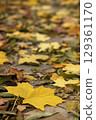 Autumn leaves scattered on a path showcasing seasonal change and natural beauty 129361170