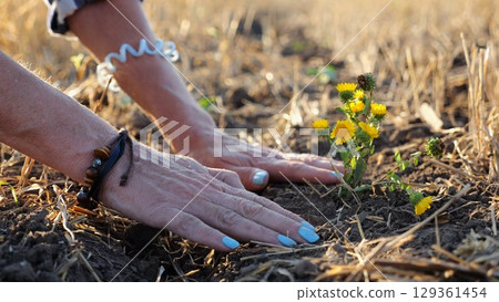 Female hands of farmer planting beautiful yellow flower in the ground at summer season. Arms of agronomist caring for small seedling at sunset. Concept of agricultural business. Slow motion Female hands of farmer planting beautiful yellow flower in the ground at summer season. Arms of agronomist caring for small seedling at sunset. Concept of agricultural business. Slow motion 129361454