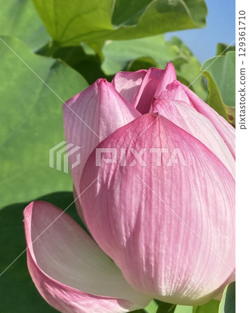 盛開的蓮花特寫 129361710