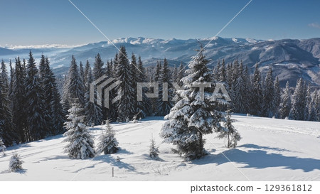 Aerial view revealing a pristine snow-covered slope adorned with majestic fir trees, opening to a breathtaking winter mountain panorama under a clear blue sky. Winter wild nature travel background 129361812