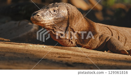 Large Komodo dragon (Varanus Komodoensis), also known as Komodo monitor, resting on the arid ground of Rinca Island, part of the Komodo National Park in Indonesia, a UNESCO World Heritage Site 129361816