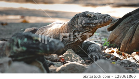 Komodo dragon resting on sun-warmed rocks in its natural habitat on rinca island, Indonesia, highlighting its impressive size and prehistoric features in the wild 129361860