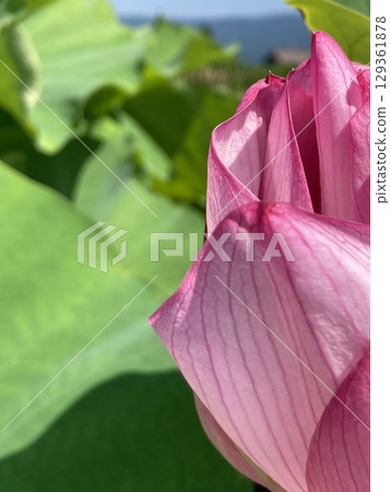 Scenery of lotus flowers in bloom 129361878