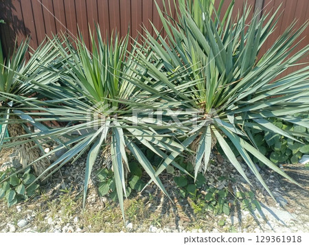 Three yucca plants in a modern garden style in green and white colors, representing desert landscaping and drought-tolerant gardening Three yucca plants in a modern garden style in green and white colors, representing desert landscaping and drought-tolerant gardening 129361918