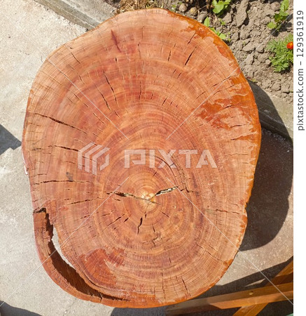 A rustic wood slice with growth rings in brown and beige colors representing the passage of time and used for decoration A rustic wood slice with growth rings in brown and beige colors representing the passage of time and used for decoration 129361919
