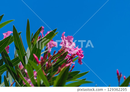 Tops of branches with beautiful pink flowers and green leaves of a common Nerium Oleander tree against the background of a clear blue sky without clouds with an empty copy space for text 129362205